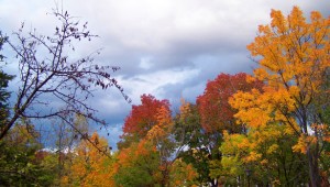 Autumn Trees And Threatening Clouds by David Wagner
