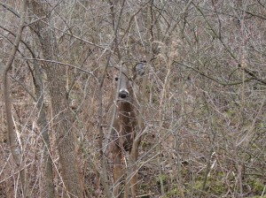 I'm Hiding... by Bobbi Jones Jones